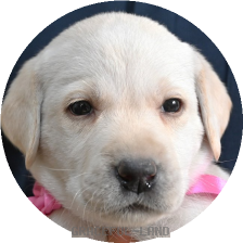 英国ラブラドールの子犬